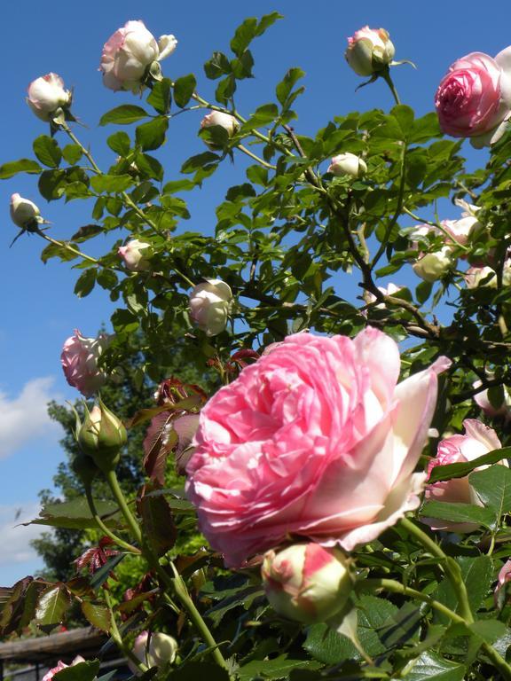 Entre Cour Et Jardin Hotel Châlons-en-Champagne Eksteriør billede